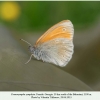 coenonympha symphyta  didi abuli female 2